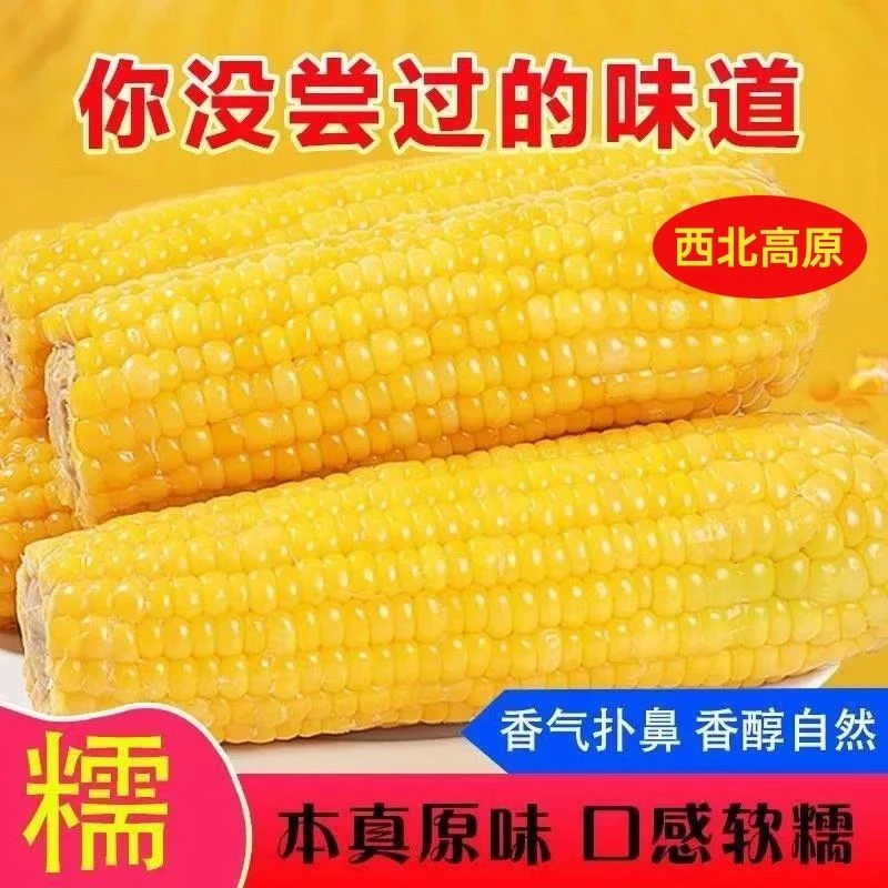 【超值】甘肃鲜食黄糯玉米棒香糯真空包装玉米代餐2025香甜粗粮新鲜