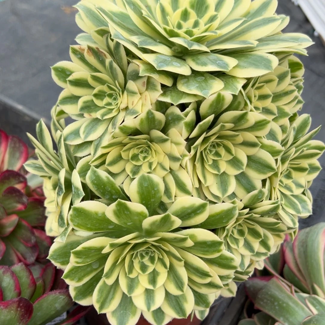 迈巴赫15多肉一颗