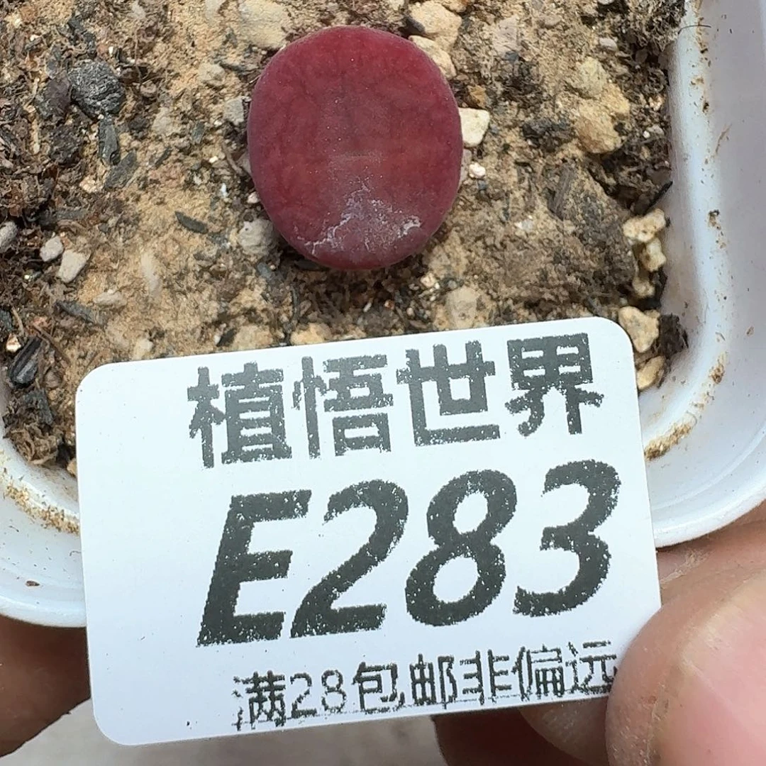 多肉植物的润泽多