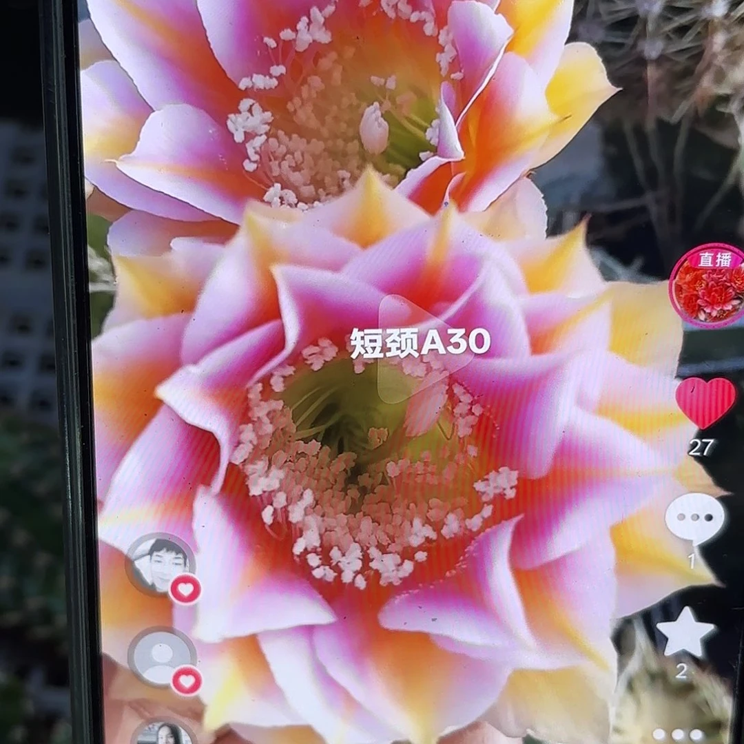 A30彩侧牙20包邮22