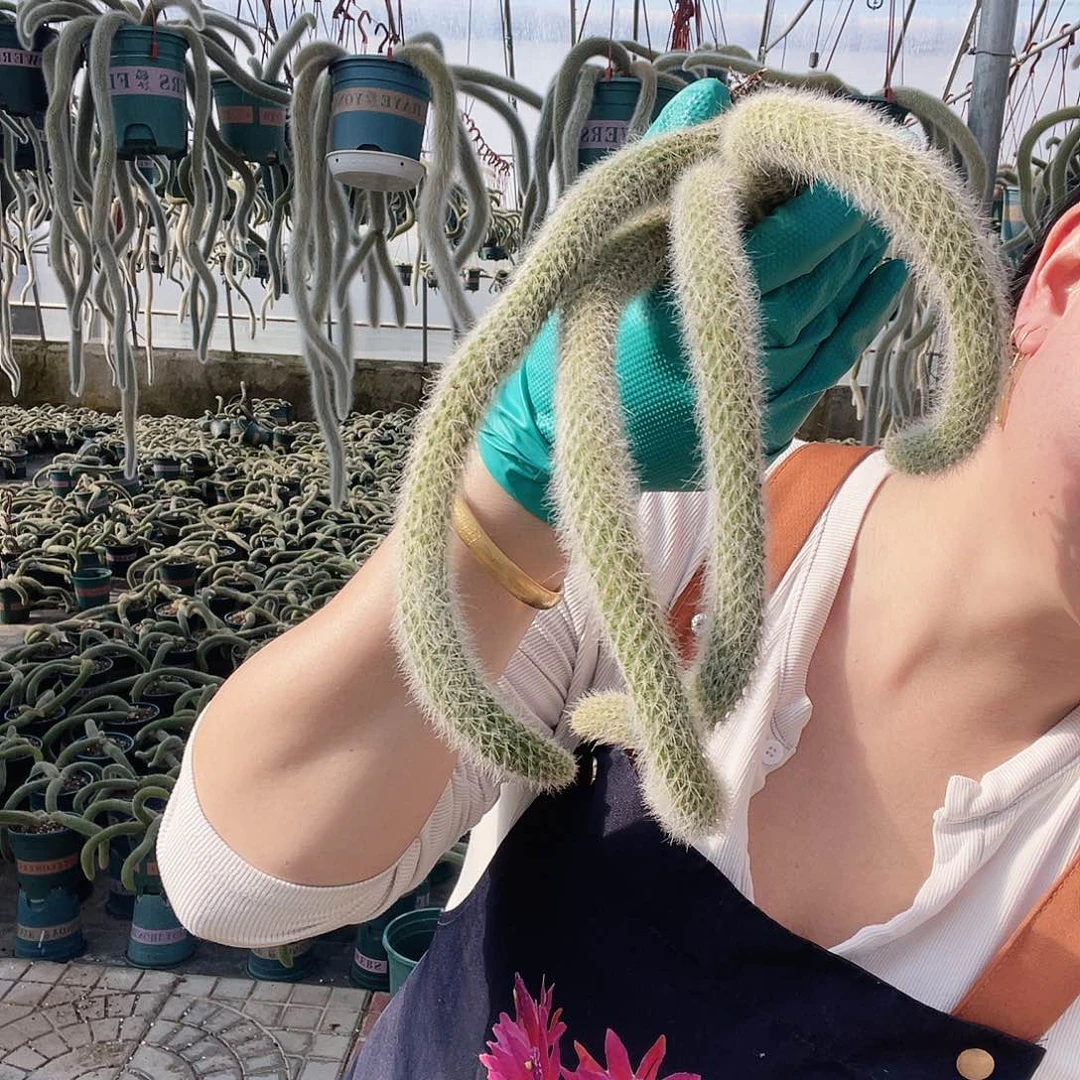 单头九尾狐9.9元6颗