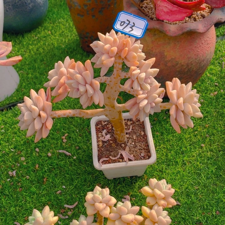 谢谢你的支持000000073