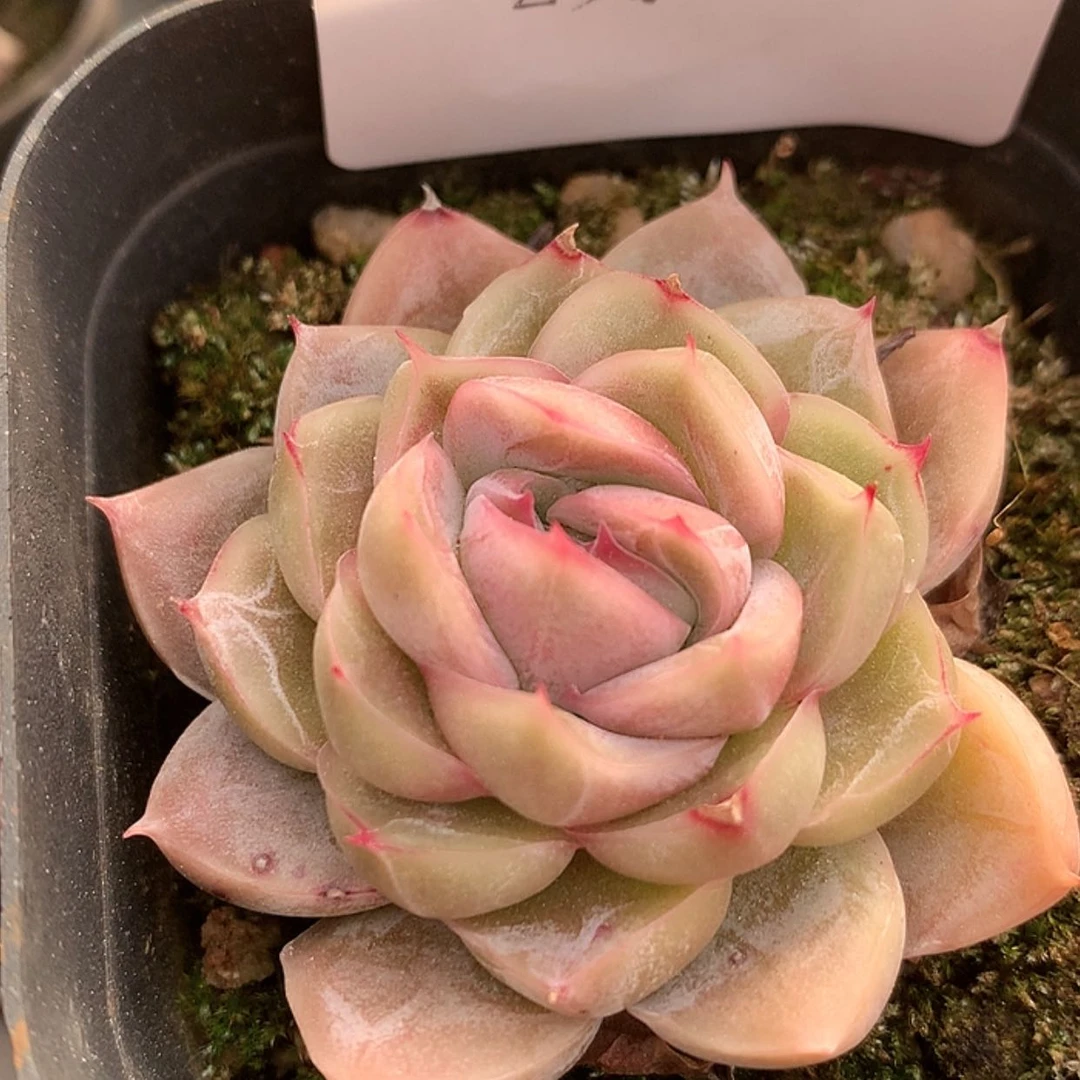 【闪购商品】云1009