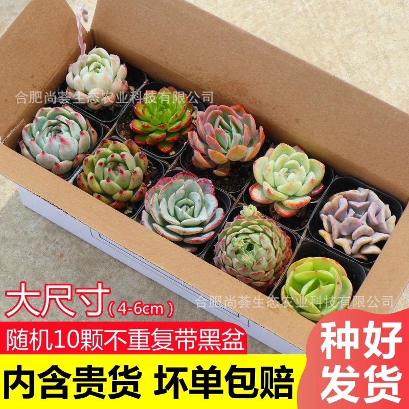 多肉多肉植物带盆多肉盆栽带盆阳台多肉植物套餐拼装