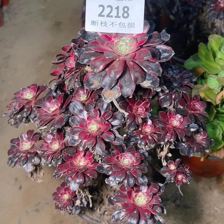 无花朵宅**里2218老桩香奈儿多肉植物2号