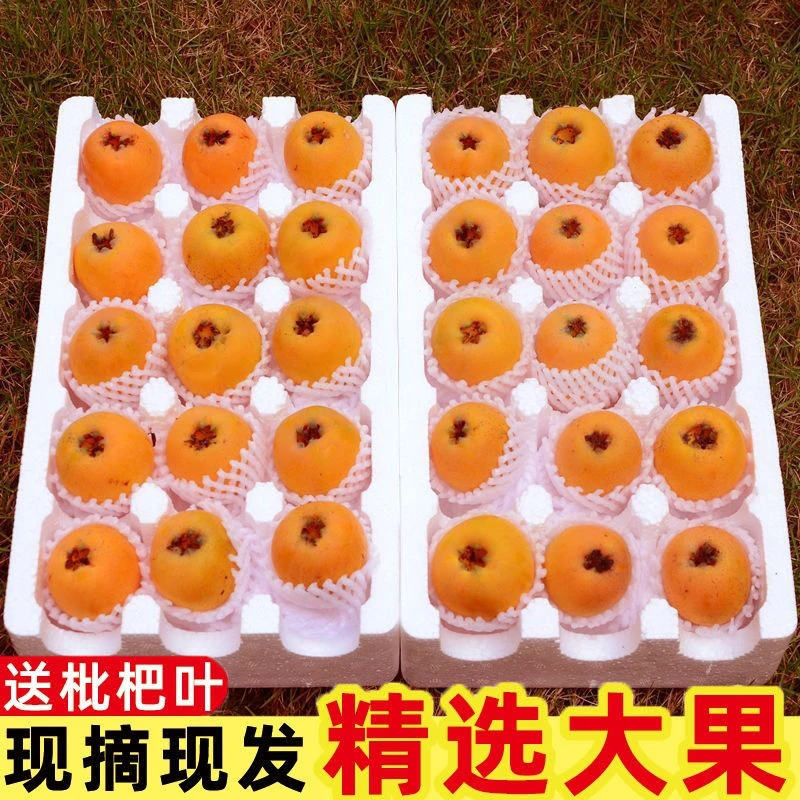 贵州高海拔山区优质（中果）枇杷新鲜采摘当季甜枇杷