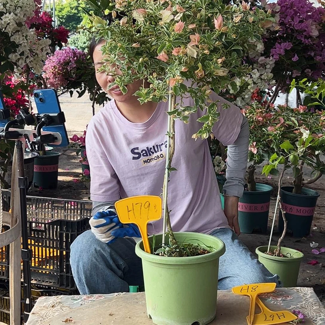 一***️大部分花苞少量开放H79少女心