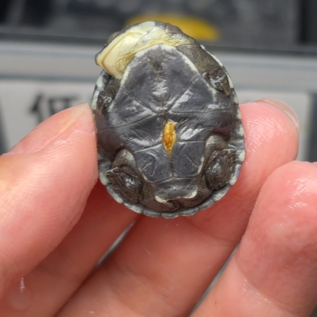 不分公母宠物龟全品沼泽苗