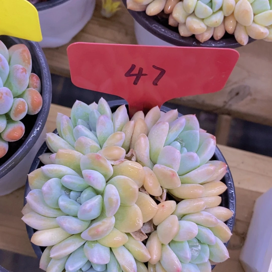 多肉植物，一物一拍