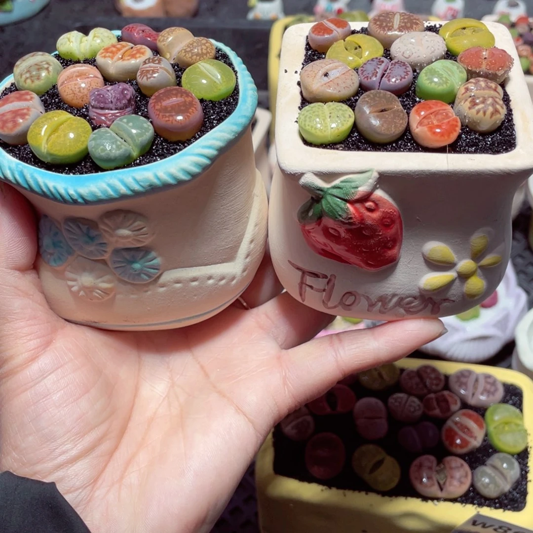 逆*w8971 带盆土发货-零下地区拍保温箱