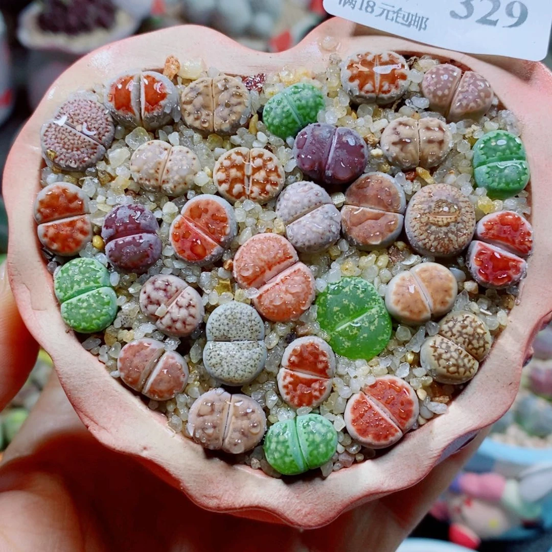 生石花花花花花花花329