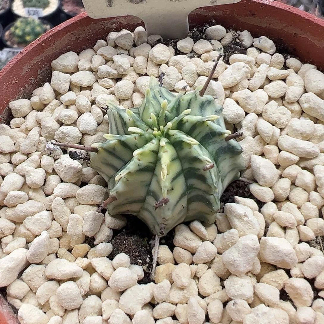 1004斑马锦大戟科