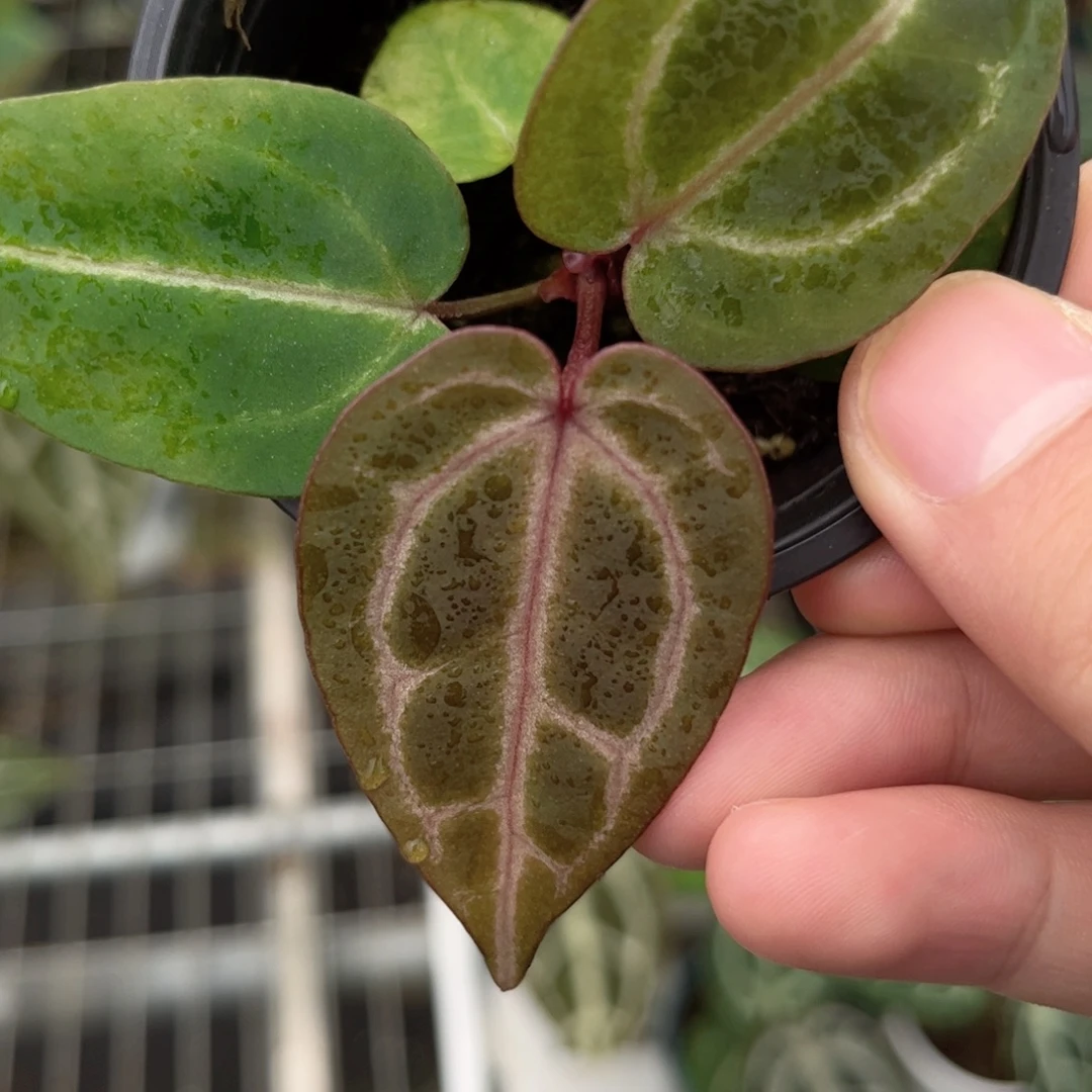 完全开放f3紫水晶