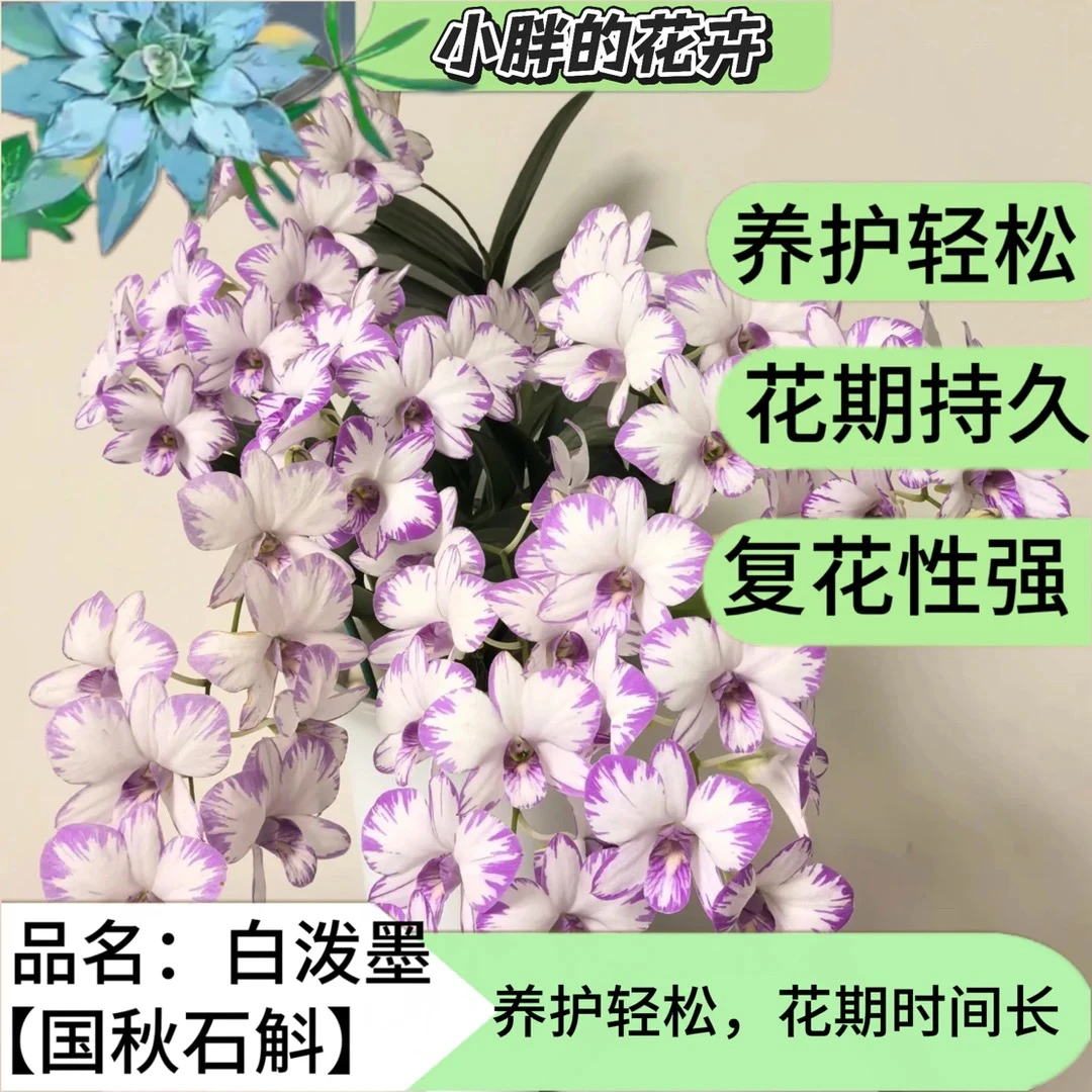 【小胖]秋石斛《白泼墨》4支花剑 爆花机器