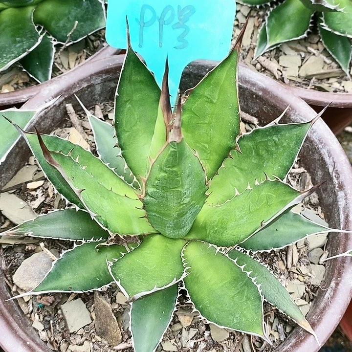 【闪购商品】无花朵龙舌兰霍利达