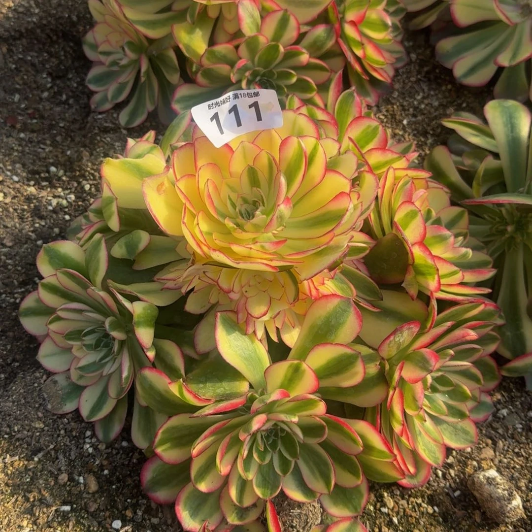 111荔枝。多肉植物