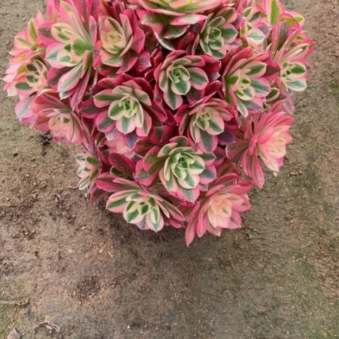 弹**烟多肉植物粉女巫微瑕疵