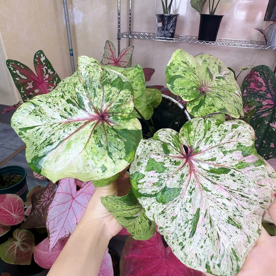 完全开放          17薄荷糖