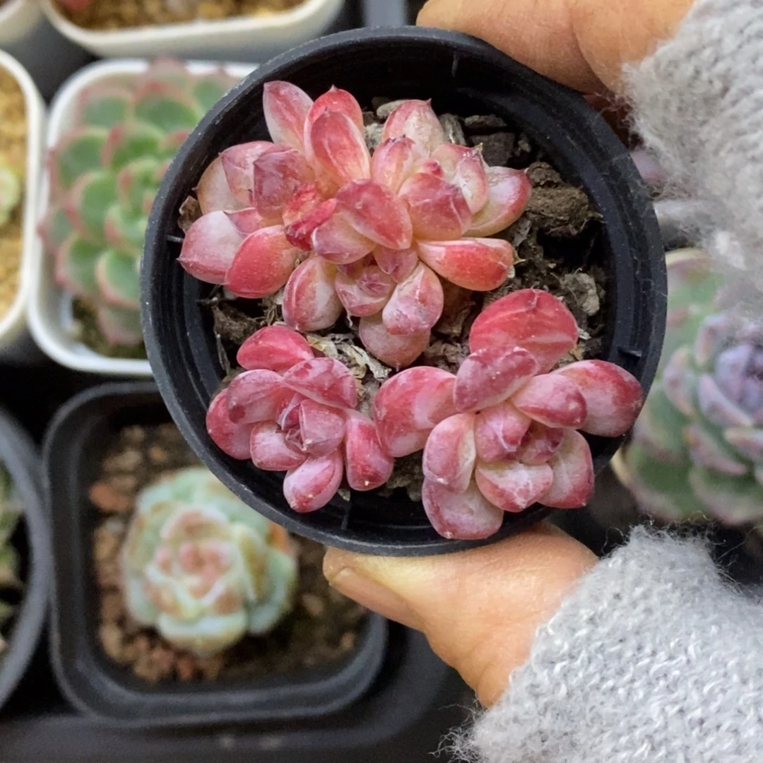 精品多肉一物一拍不包整62