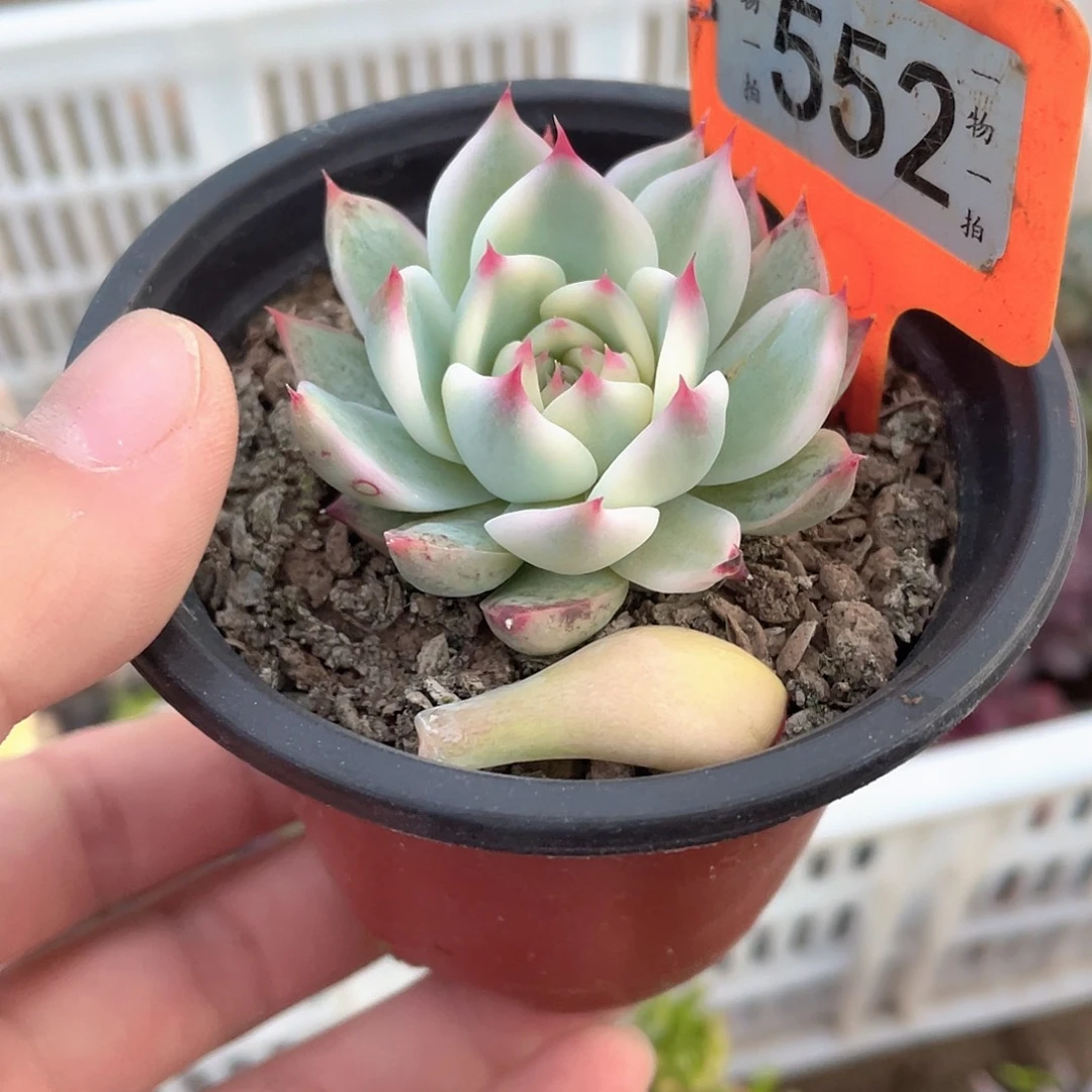 笑***泪552号多肉植物盆栽