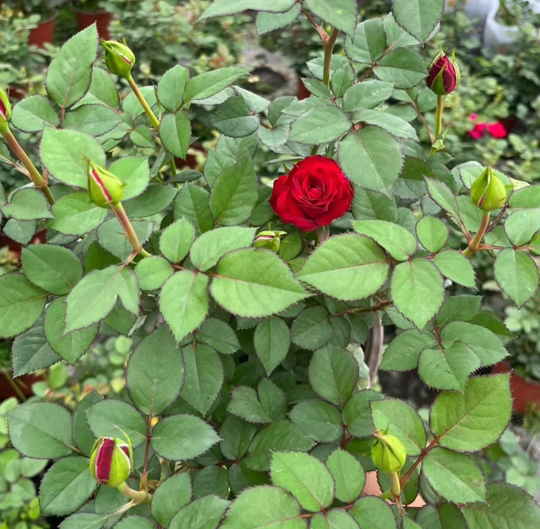 红毛丹月季带花带花苞状态发颜色鲜艳可盆栽地栽新手易推荐