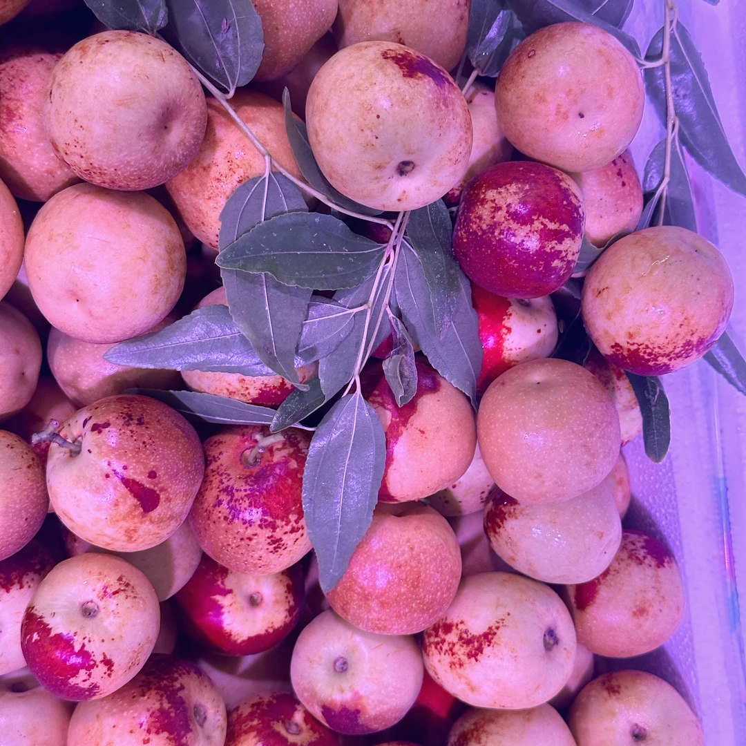 只发川渝&陕西大荔冬枣大枣新鲜水果当季整箱