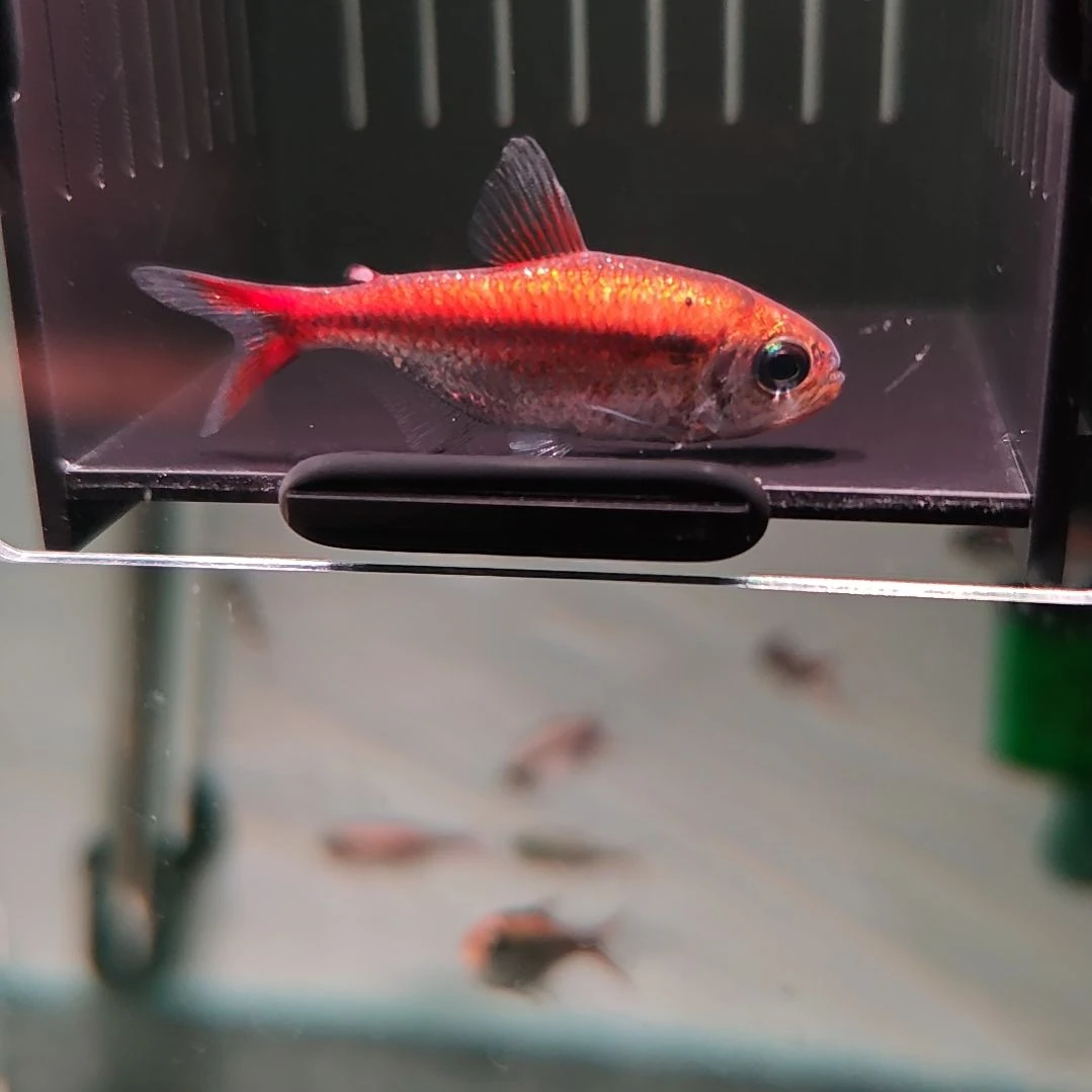 灯科鱼爆色白金红月可卡（带黑点）