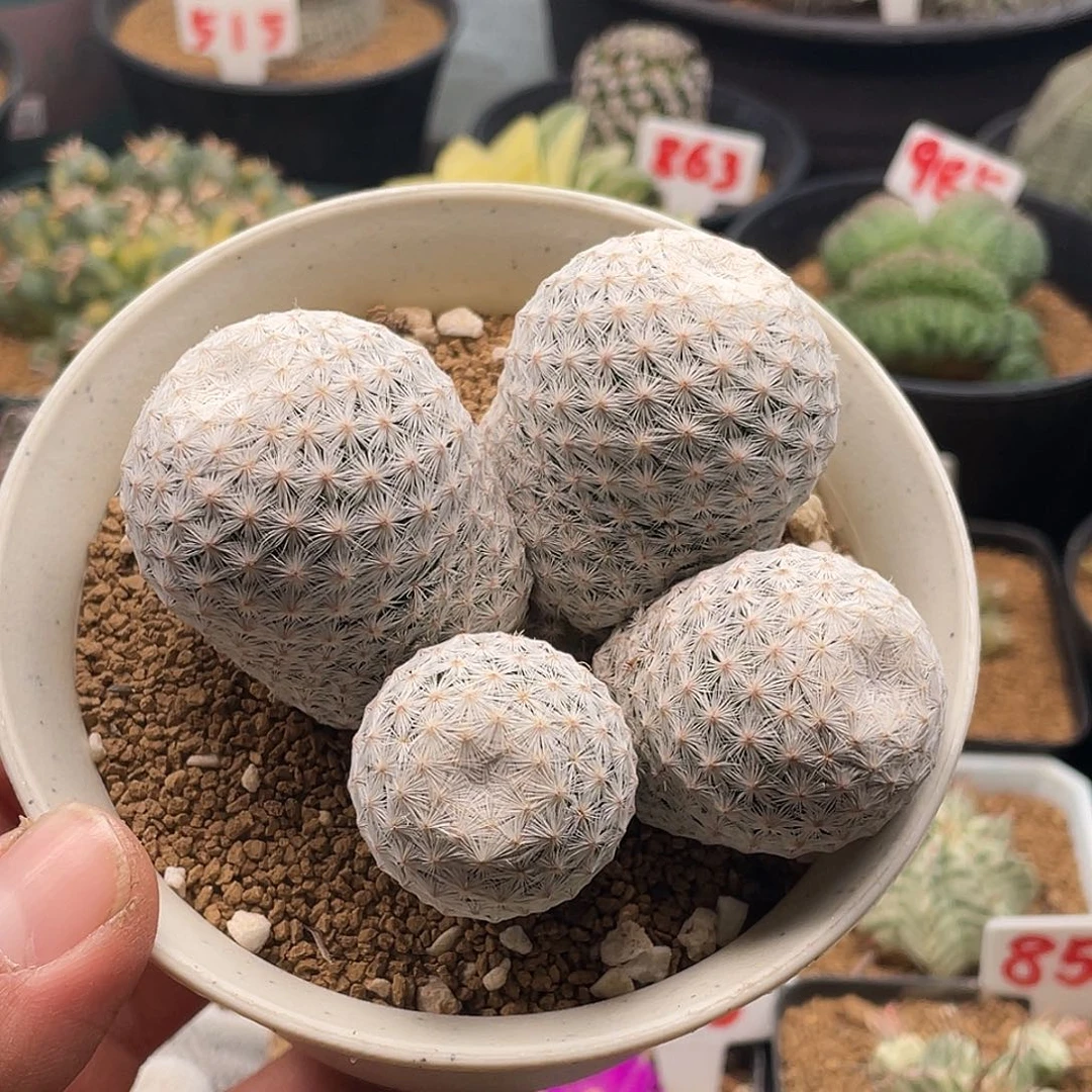 日系超白大玉白鸟仙人球