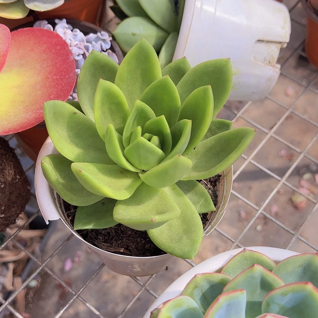 翠花 大单头 多肉植物