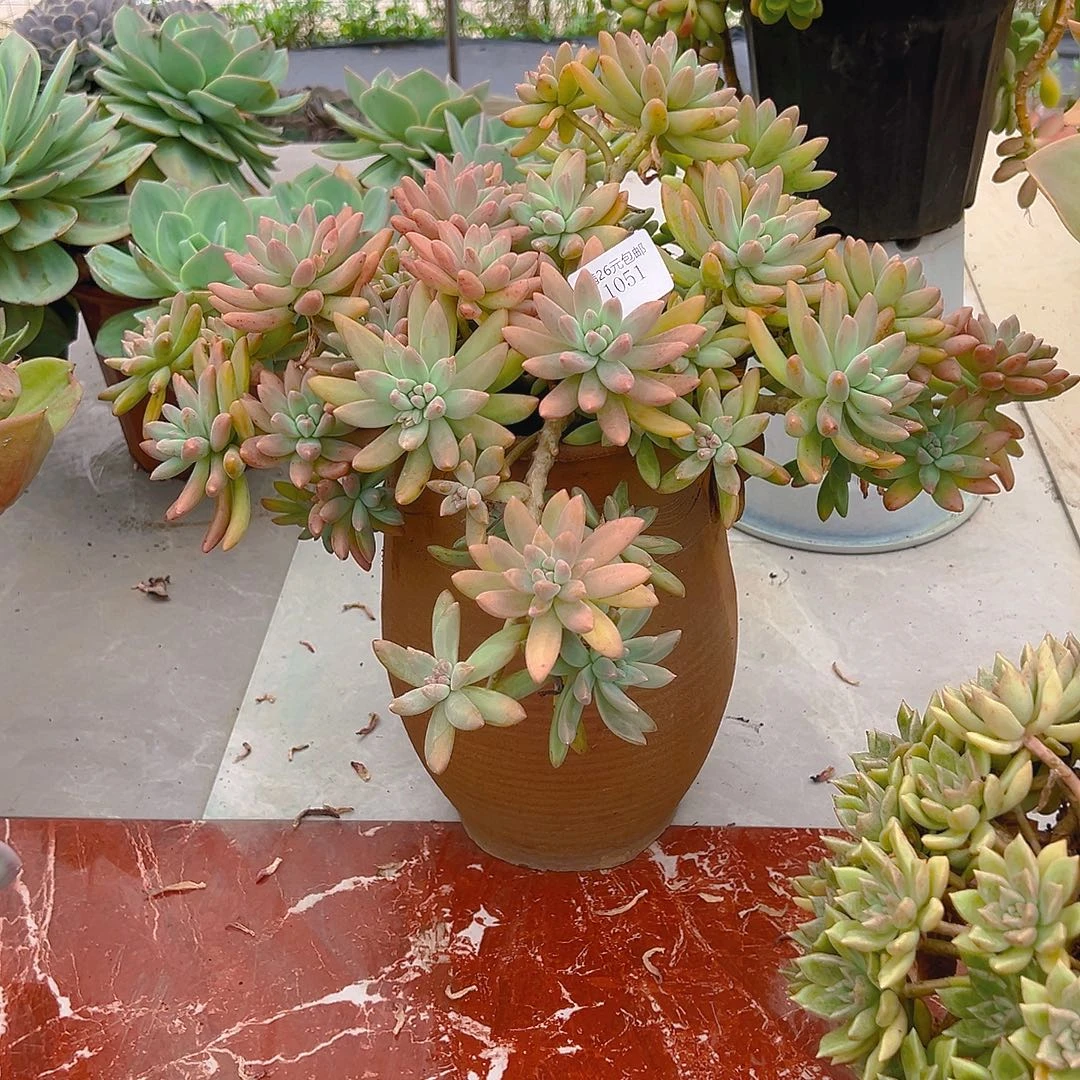芒***果1051秋丽多肉植物多肉