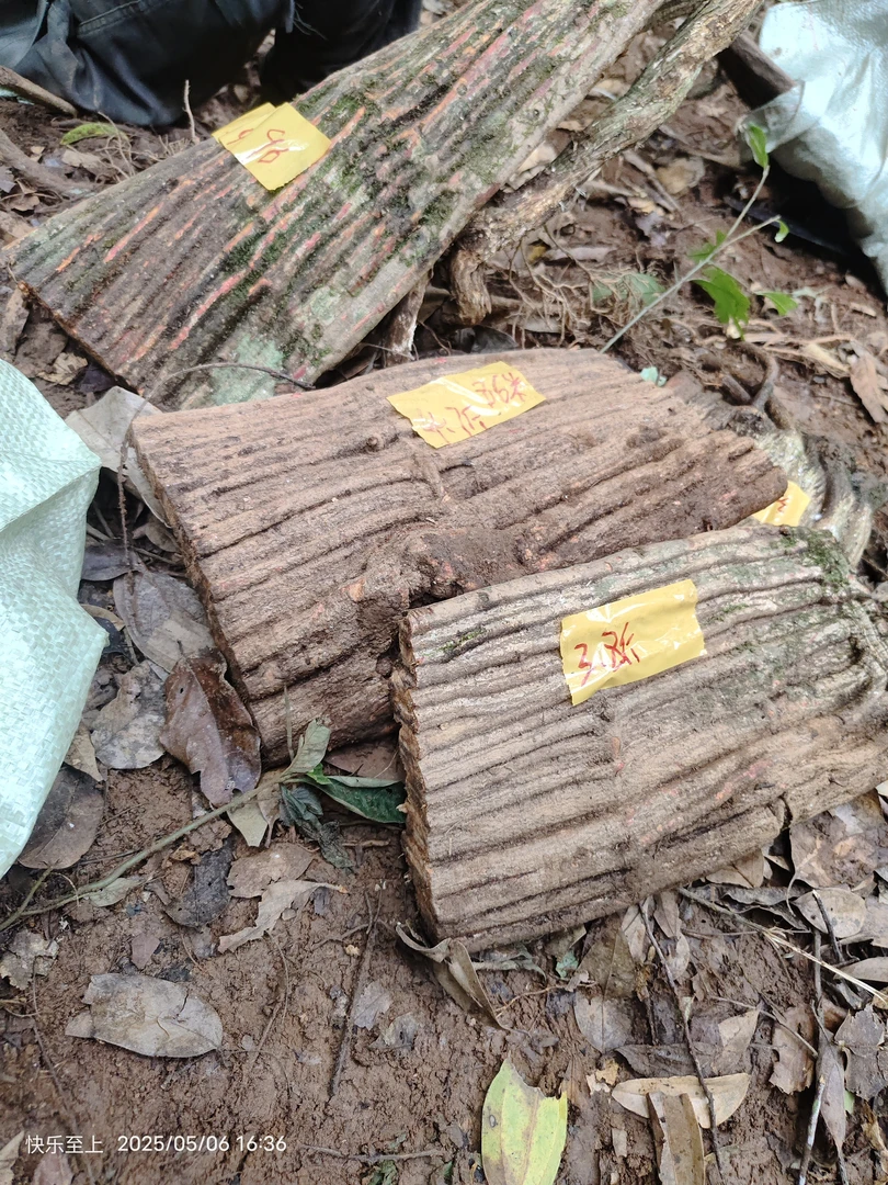 扁担藤云南大山大扁藤铁带藤