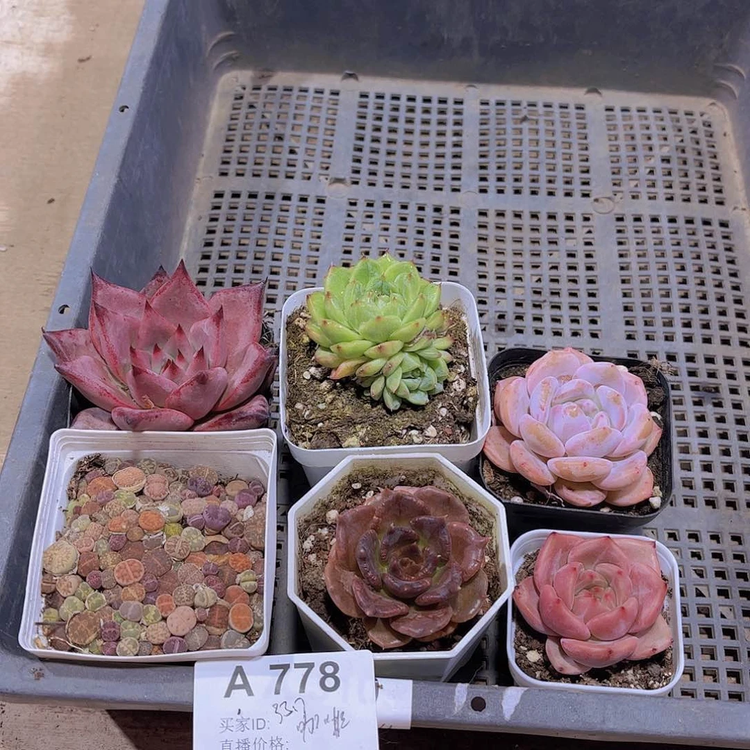 多肉778多肉植物