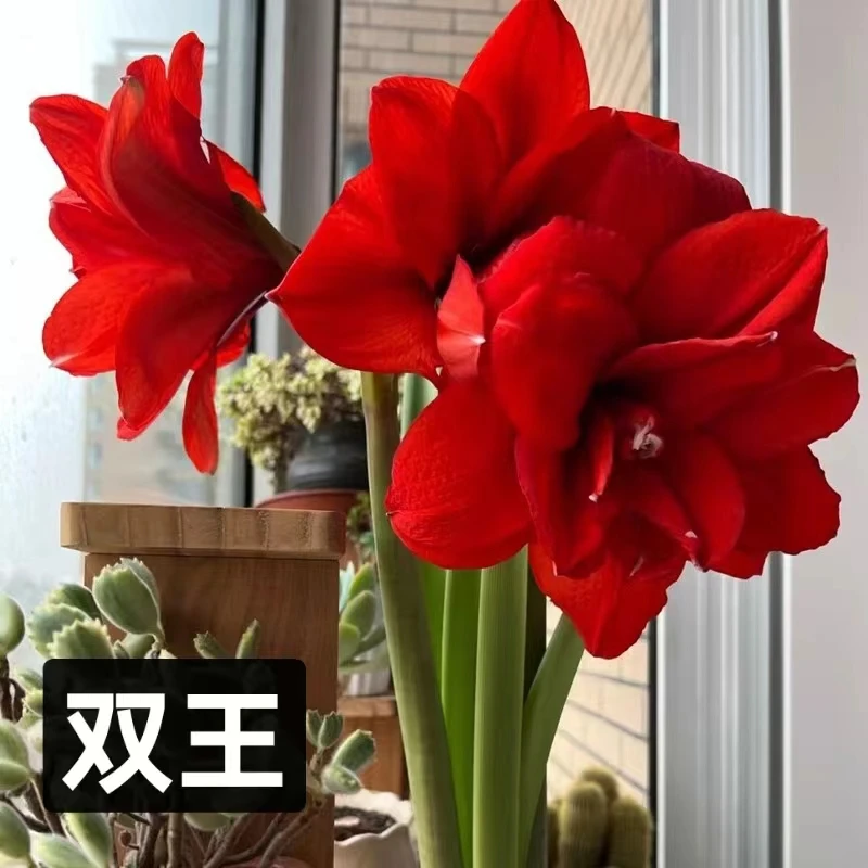 【双王】朱顶红秘鲁荷兰重瓣种球大花浓香室内盆栽四季开花植物