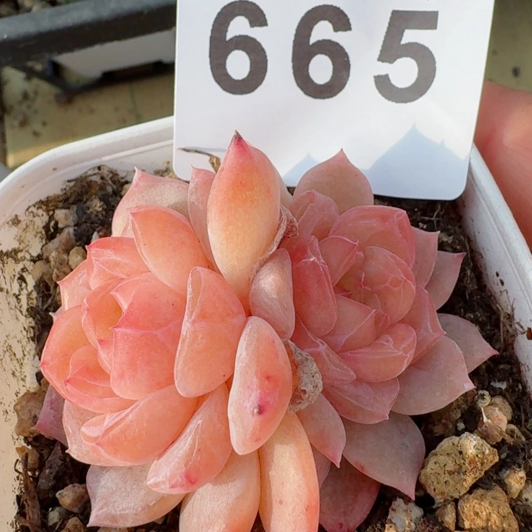 福利         精品多肉