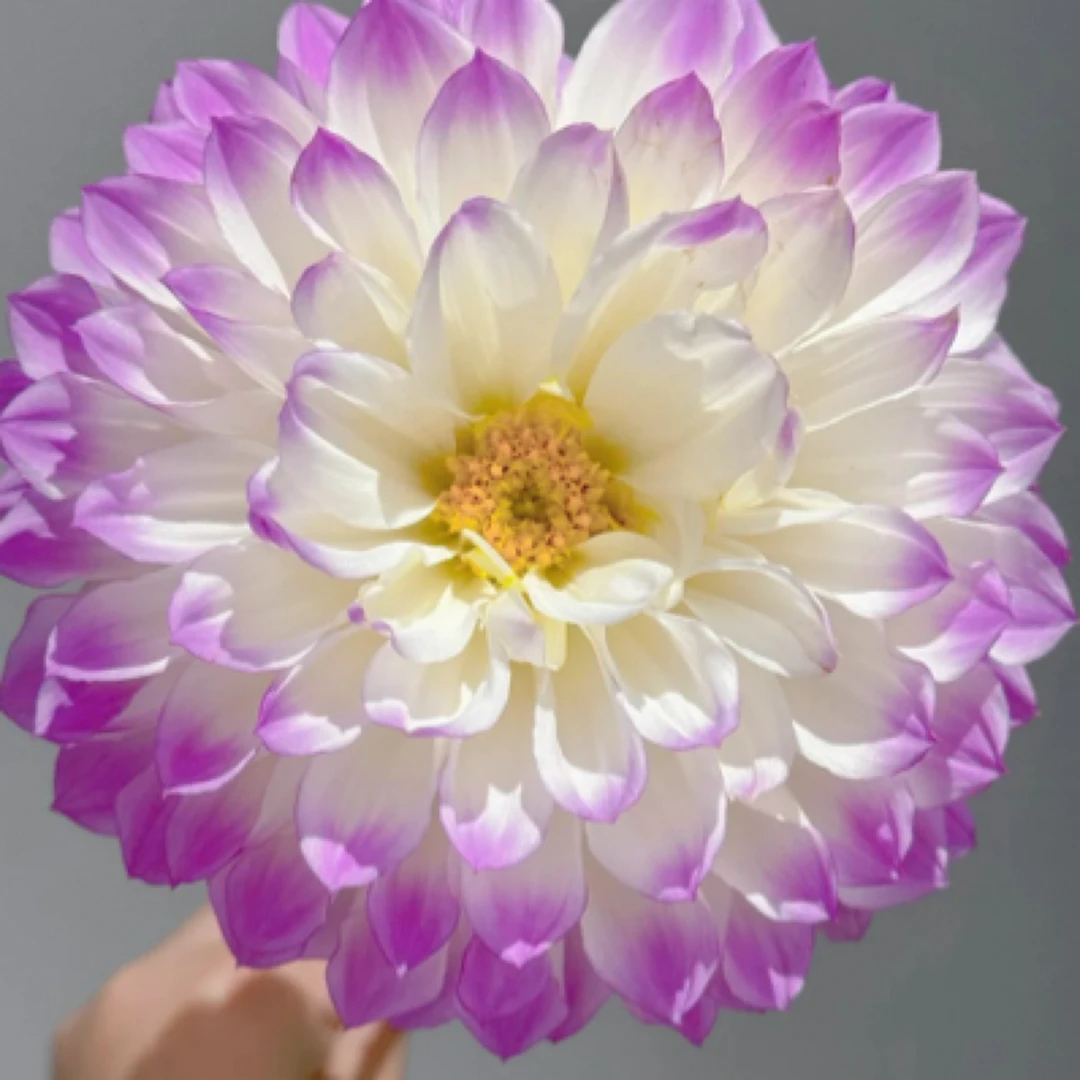 (蓝色愿望)大丽花进口大丽花种球