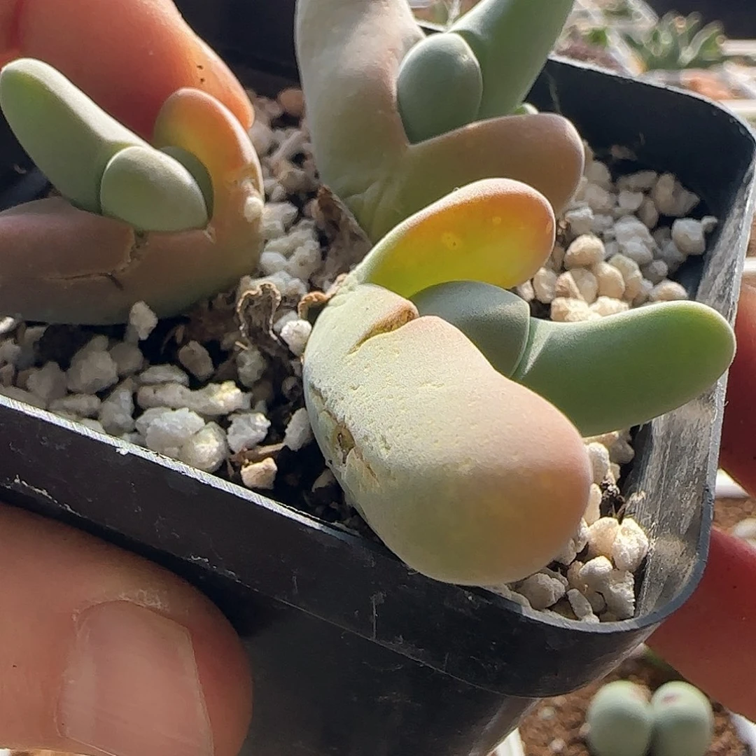 小****员脱土发货哦24369