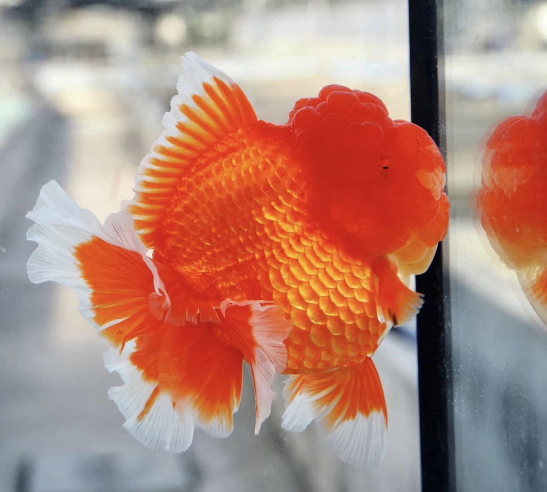 混搭 泰狮金鱼 将军 玛丽 百褶 T 微瑕