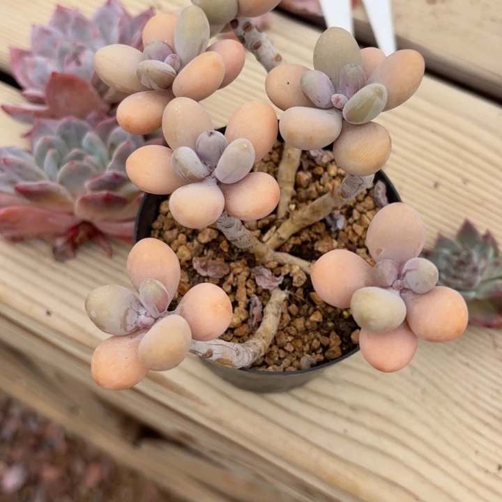 无花朵淘蛋呀呀呀呀呀呀呀呀呀呀呀呀