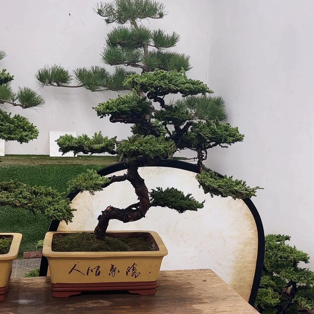 盆景盆景盆景盆景