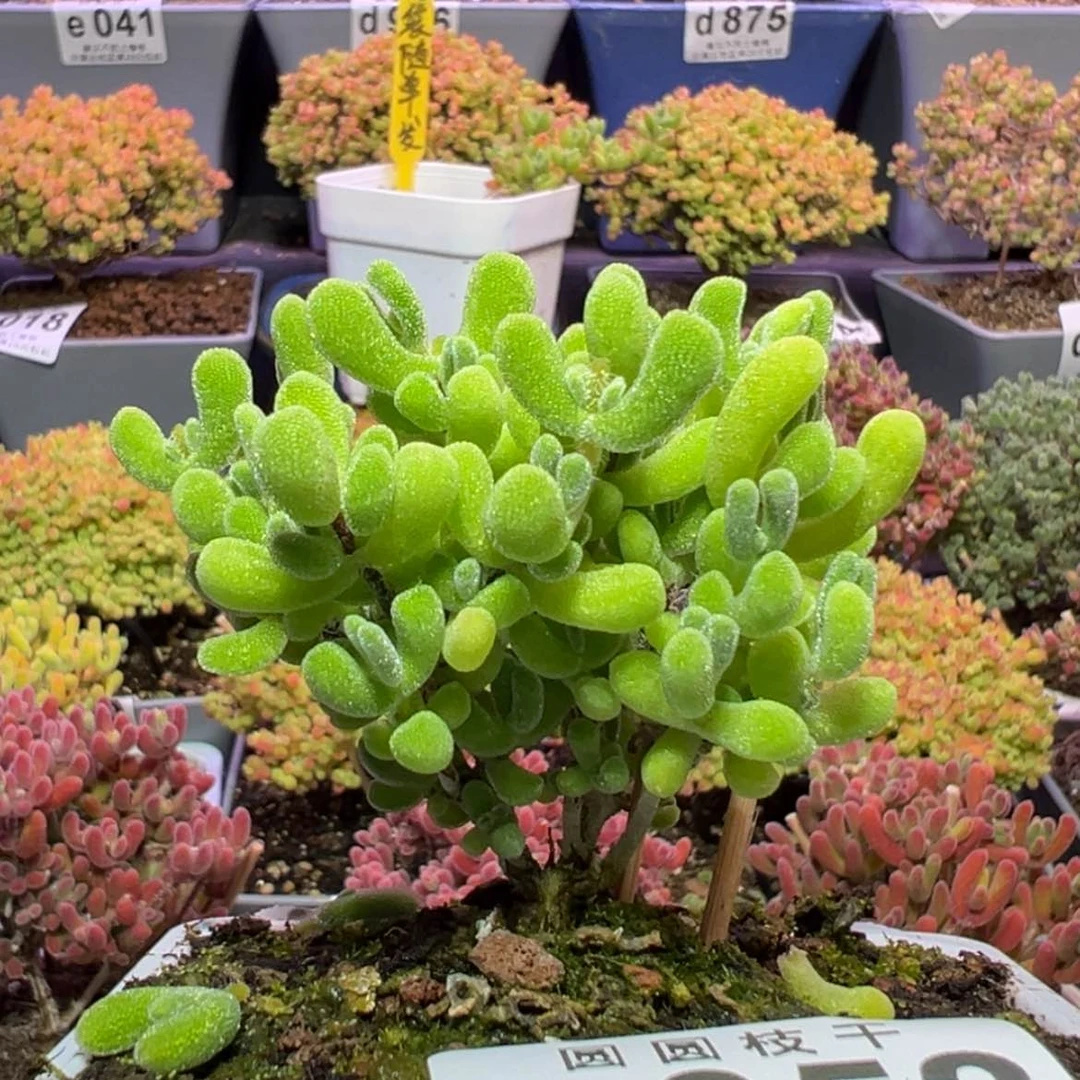 【闪购商品】e052小星星枝干番杏