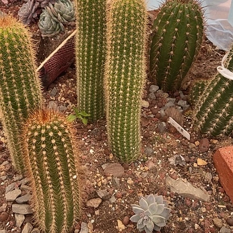 无****销仙人掌白檀枝条一堆