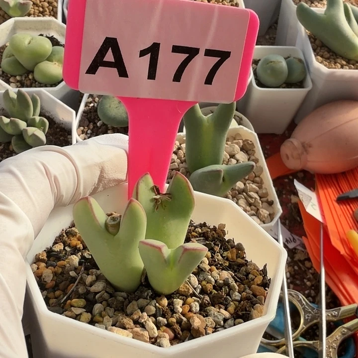 用***9苹果手机是你买手机