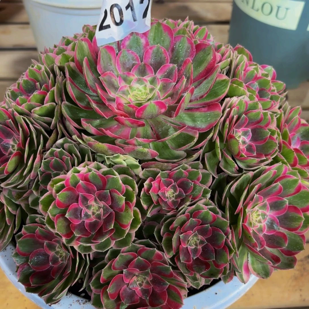 紫***02012多肉植物孔雀翎