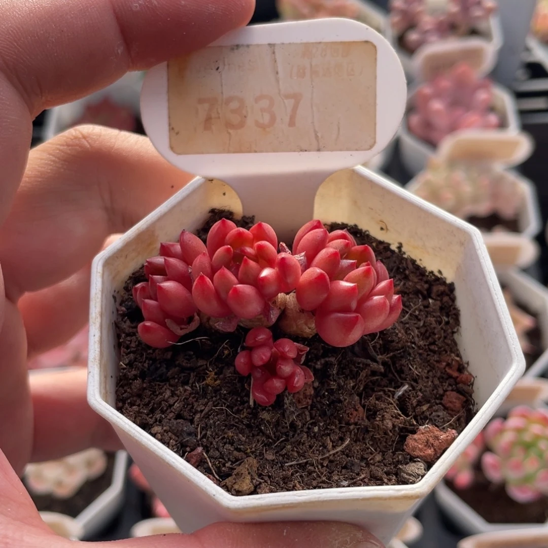 鸡血红宝石7337-4.5厘米