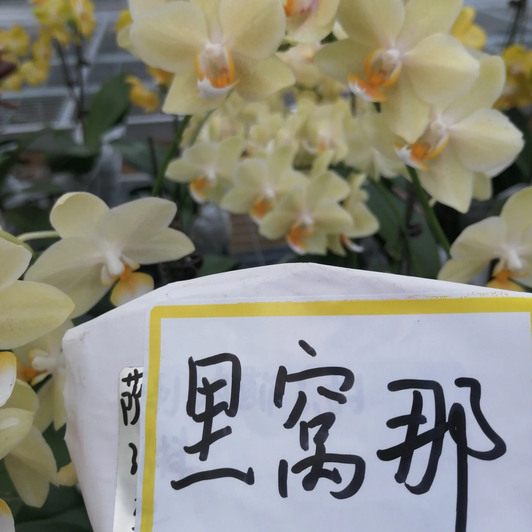 里窝娜     精品蝴蝶兰