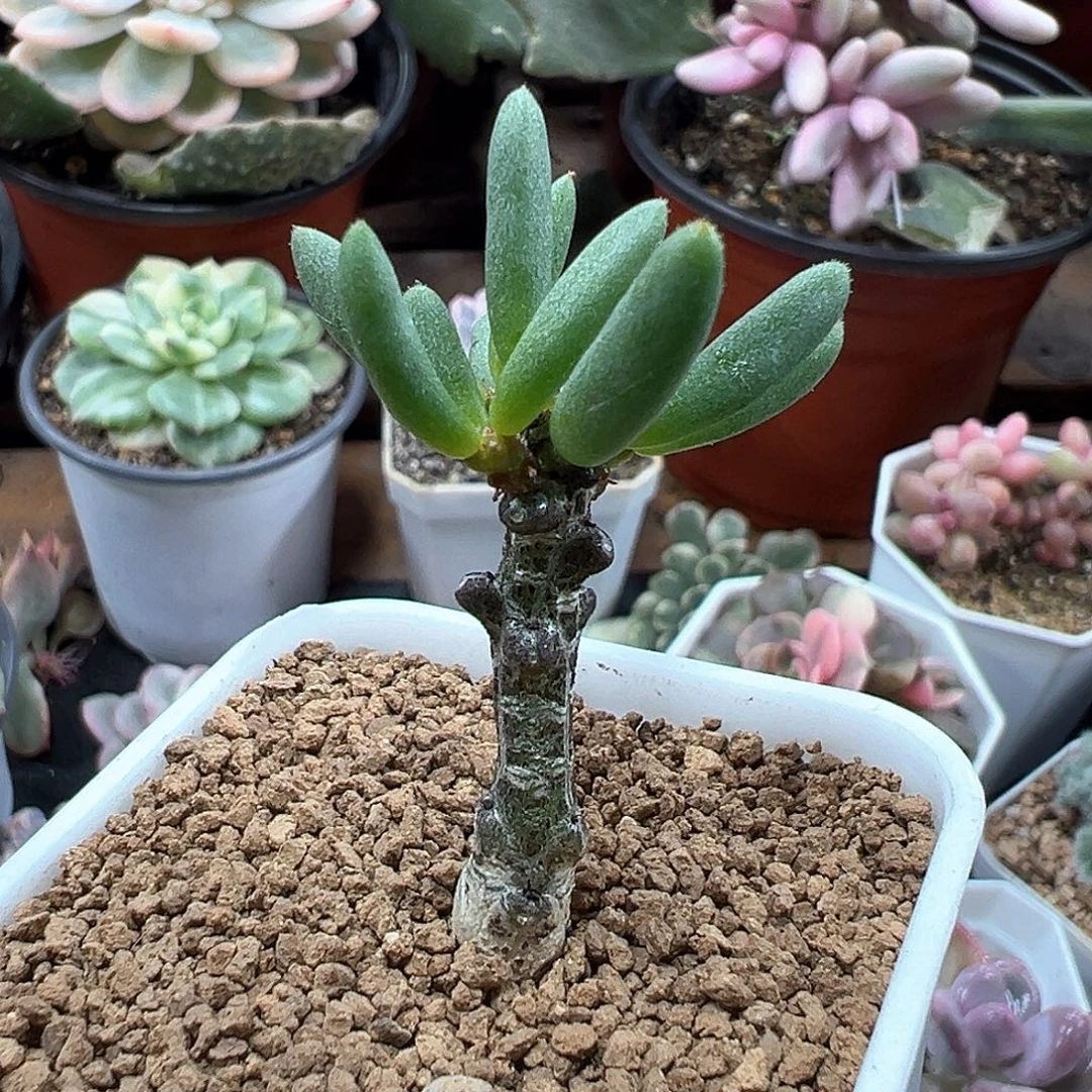 黑曼巴奇峰锦  小方花圃一物一拍