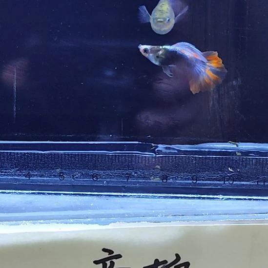 孔雀鱼17蓝礼服球一对