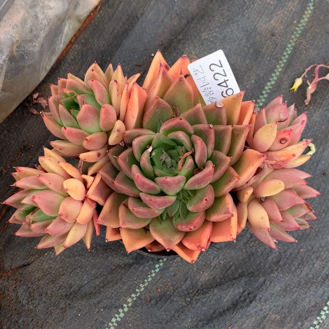 盛*6422心开花不售后17厘米