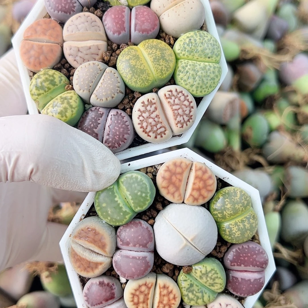 1000 好养易活生石花大母本两盆