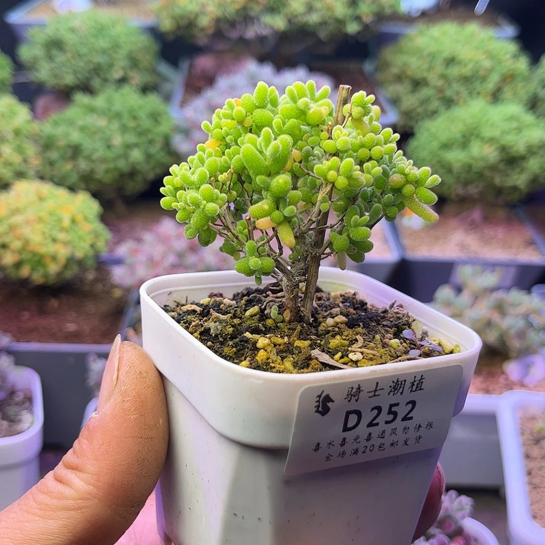 252蜜橘糖球枝干多肉